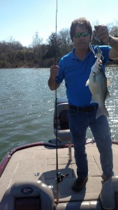 Table Rock White Bass Caught with Alabama Rig